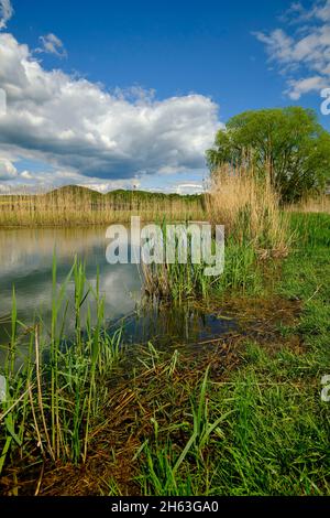 Der Lautensee im mainaue Naturschutzgebiet bei augsfeld, Stadt haßfurt, Bezirk hassberge, unterfranken, franken, bayern, deutschland Stockfoto