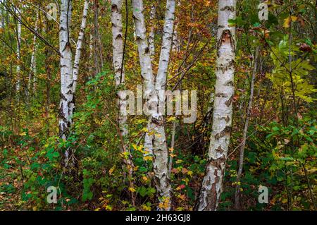 Silberbirke (Betula pendula) Bäume in einer Reihe entlang eines Fußweges in Wincobank Wood in Sheffield, South Yorkshire. Stockfoto