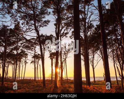 Blick durch den Kiefernwald zum Sonnenuntergang über der ostsee am darßer weststrand Stockfoto