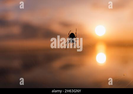 spinne im Netz am See Stockfoto