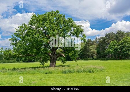 deutschland, hamburg, alte Stieleiche im jenischpark, Eiche, Buchenfamilie, einsam, freistehend Stockfoto