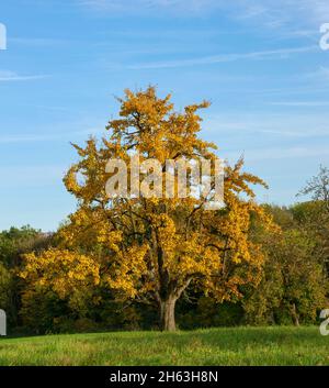 deutschland,baden-württemberg,Altenriet,Birnenbaum mit Herbstblättern auf einer Obstwiese Stockfoto