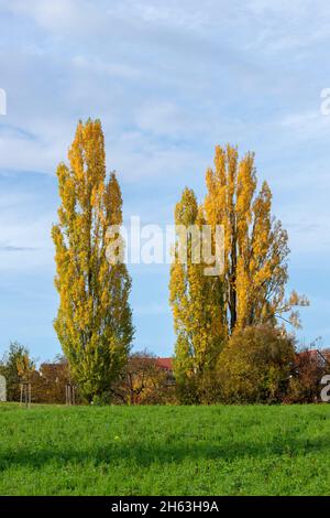 Die Pyramidenpappel, popus nigra 'italica' ist eine Form der schwarzen Pappel. Stockfoto