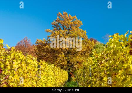 deutschland,baden-württemberg,kernen-stetten im remstal,gelbe Weinblätter im Weinberg des Weindorfes stetten an der württembergischen Weinstraße. Stockfoto