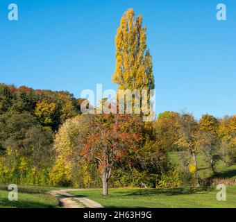 Die Pyramidenpappel, popus nigra 'italica' ist eine Form der schwarzen Pappel, davor ein Birnenbaum mit roten Blättern auf der Wiese. Stockfoto