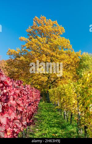 deutschland,baden-württemberg,kernen-stetten im remstal,rote und gelbe Weinblätter im Weinberg des Weindorfes stetten an der württembergischen Weinstraße. Stockfoto