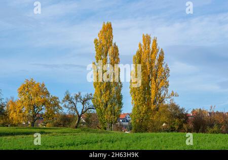 Die Pyramidenpappel, popus nigra 'italica' ist eine Form der schwarzen Pappel. Stockfoto