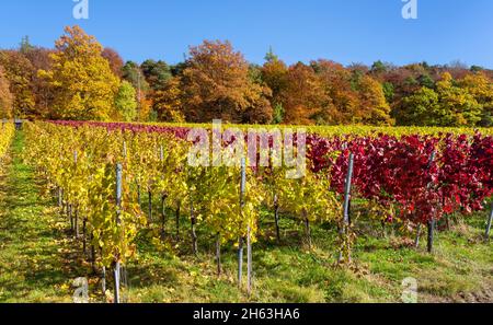 deutschland,baden-württemberg,kernen-stetten im remstal,rote und gelbe Weinblätter im Weinberg des Weindorfes stetten an der württembergischen Weinstraße. Stockfoto