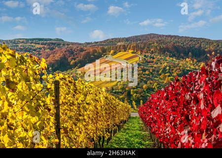 deutschland,baden-württemberg,kernen im remstal,Herbststimmung in den Weinbergen bei stetten im remstal,gelbe und rote Weinblätter leuchten in der Sonne. Stockfoto