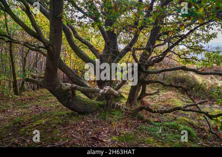 Alte mehrstämmiges Kupfereichen (Quercus robur), bei strahlendem Herbstsonntag in Wincobank Wood, Sheffield, South Yorkshire. Stockfoto