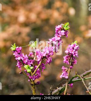 deutschland,baden-württemberg,tübingen-bebenhausen,echter Seidelbast,auch gewöhnlicher Seidelbast oder kellerhals Stockfoto