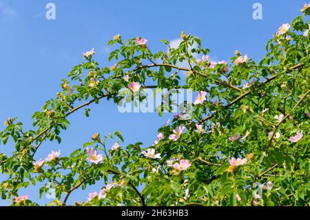 deutschland, baden-württemberg, metzingen, Hundsrosen, rosa Blüten. Stockfoto