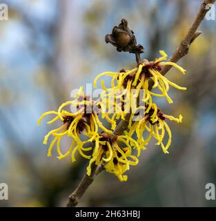 deutschland, baden-württemberg, tübingen, Hamamelis primavera, Hamamelis x intermedia, Zierholz, gelbe Blüten. Stockfoto