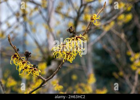 deutschland, baden-württemberg, tübingen, Hamamelis primavera, Hamamelis x intermedia, Zierholz, gelbe Blüten. Stockfoto