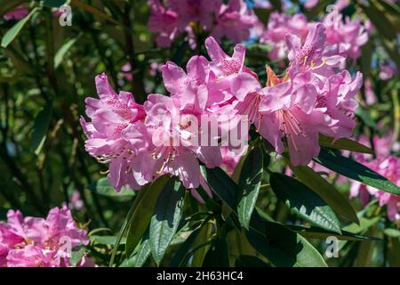 deutschland, baden-württemberg, tübingen, blühender Rhododendron Adenogynum Stockfoto