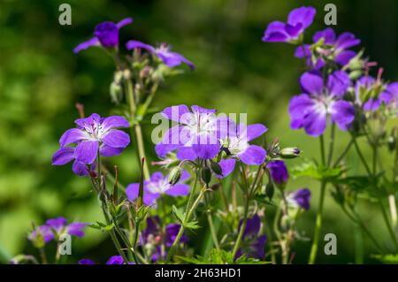 deutschland, baden-württemberg, Waldkranzschnabel, blaue Blume mit weißem Zentrum, Familie der Kranichschnabel, geraniaceae, Geranium sylvaticum. Stockfoto