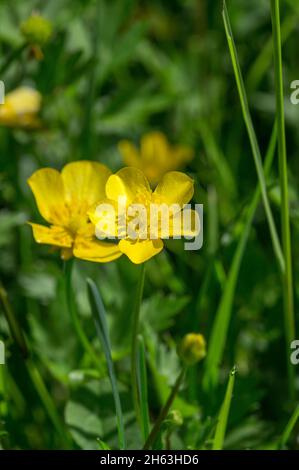 deutschland,baden-württemberg,gemeiner Hahnenfuß,Wiesenblume,gelbe Blüte,Hahnenfamilie ranunculaceae,giftig,Ranunculus acris. Stockfoto