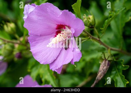 Der Hibiskus (Hibiscus syriacus), auch bekannt als süße Rose, syrischer Sumpflachs, Gartenhawk oder Festblume, gehört zur Hibiskusgattung in der Malvfamilie. Er stammt aus china, wird aber in den meisten Regionen mit tropischem bis gemäßigtem Klima angebaut. Stockfoto