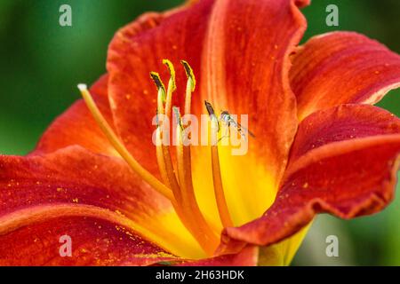 deutschland,baden-württemberg,hemerocallis fulva,gelbrote Taglilie mit Schwebefliege. Stockfoto