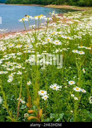 deutschland,baden-württemberg,seewald - Erzbergwerk,geruchlose Kamille am Ufer der Nagoldtalsperre Stockfoto