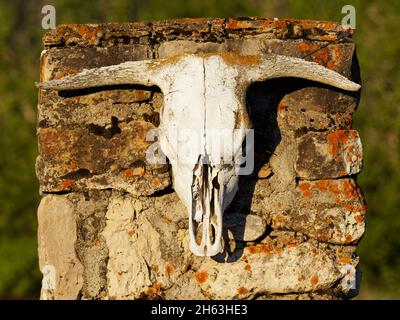 amerikanischer Westen, Kuhschädel am Eingangstor, Dude Ranch, Marker, sonnengebacken, usa, wyoming, Bighorn Mountains, eaton Ranch Stockfoto