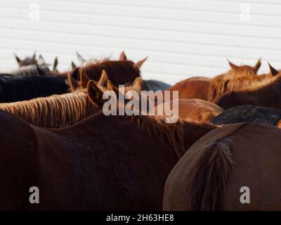 amerikanischer Westen, Dude Ranch, gesichtslos, Herde, versteckt, Pferde im Corral, Inkognito, usa, wyoming, Dickhornberge, eaton Ranch Stockfoto