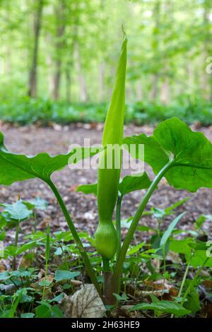 Getupfter Arum mit einer noch geschlossenen Blume, gebräuchlicher Name für den (getupften) Arum: Ronenkraut, Aasblüte, Katzenpis, stinkende Blume Stockfoto