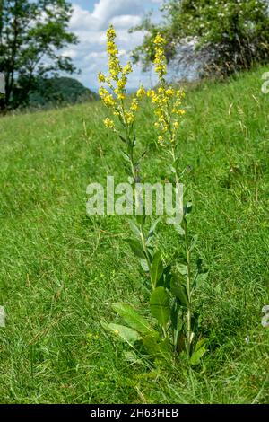 Kleinblütige Königskerze, verbascum thapsus Stockfoto