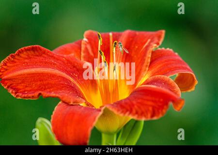 deutschland,baden-württemberg,hemerocallis fulva,gelbrote Taglilie mit Schwebefliege. Stockfoto