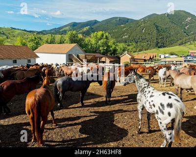 amerikanischer Westen, Pferde im Corral, usa, wyoming, Großhornberge, eaton Ranch Stockfoto
