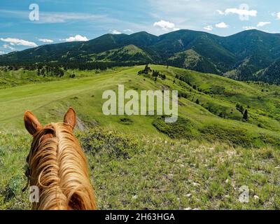 amerikanischer Westen, Dude Ranch, erkunden, Pferdekopf (Reiterblick) Trail Ride, Freizeit, bergblick, Erholung, weiches Abenteuer, Trail Ride, usa, wyoming, Bighorn Mountains, eaton Ranch Stockfoto