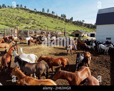 amerikanischer Westen, Pferde im Corral, usa, wyoming, Großhornberge, eaton Ranch Stockfoto