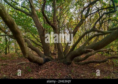 Alte mehrstämmiges Kupfereichen (Quercus robur), bei strahlendem Herbstsonntag in Wincobank Wood, Sheffield, South Yorkshire. Stockfoto