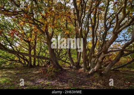 Alte, mehrstämmiges Kupfereichen (Quercus robur), bei strahlendem Herbstsonntag in Wincobank Wood, Sheffield, South Yorkshire. Stockfoto