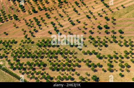 Luftaufnahme, Olivenbäume und Mandelbäume auf gepflügten Feldern in der Nähe von palma, Son espanyol, mallorca, balearen, balearen, spanien Stockfoto