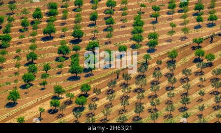 Luftaufnahme, Olivenbäume und Mandelbäume auf gepflügten Feldern in der Nähe von palma, Son espanyol, mallorca, balearen, balearen, spanien Stockfoto