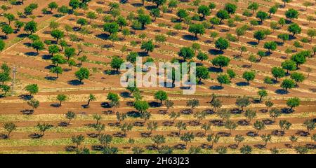 Luftaufnahme, Olivenbäume und Mandelbäume auf gepflügten Feldern in der Nähe von palma, Son espanyol, mallorca, balearen, balearen, spanien Stockfoto