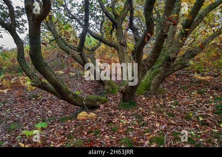 Alte mehrstämmiges Kupfereichen (Quercus robur), bei strahlendem Herbstsonntag in Wincobank Wood, Sheffield, South Yorkshire. Stockfoto