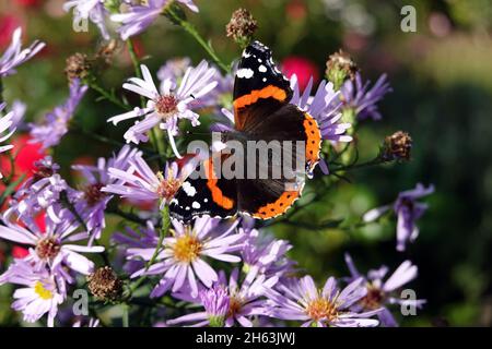 Admiral (Vanessa atalanta, SYN.: Pyramis atalanta) auf einer lila Herbstaster (Aster dumosus, SYN Symphyotrichum dumosum) Stockfoto