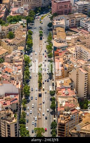 Luftaufnahme, Allee von Bäumen in palma, avinguda del comte de sallent, mallorca, balearen, spanien Stockfoto