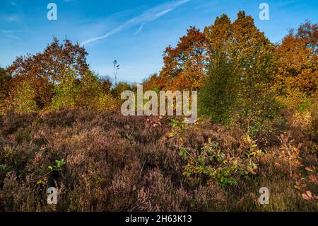 Die stark bewachsenen Erdwälle und das Grabensystem an der Festung Iron Age auf dem Wincobank Ridge, mit Blick auf das Don Valley in der Nähe von Sheffield. Stockfoto