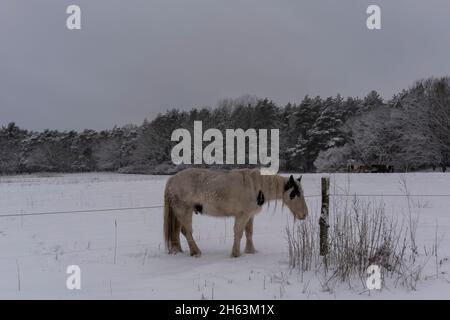 Pferd auf einem schneebedeckten Fahrerlager am Morgen im Winter in deutschland Stockfoto