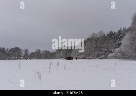 Pferde auf dem Fahrerlager am Morgen im Winter beim Essen Stockfoto