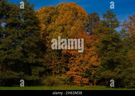 Herbstfarben, verfärbte Blätter auf einem großen Laubbaum im Herbst, sonniger Tag Stockfoto