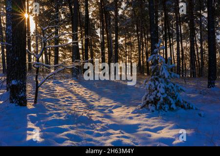 Kiefernwald im Winter mit viel Schnee, Sonne scheint durch die Bäume, Licht und Schatten Stockfoto