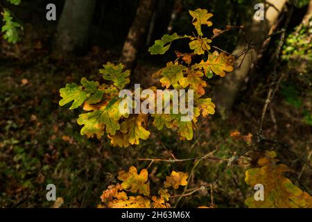 Erste verfärbte Blätter auf einer Eiche im Herbst Stockfoto