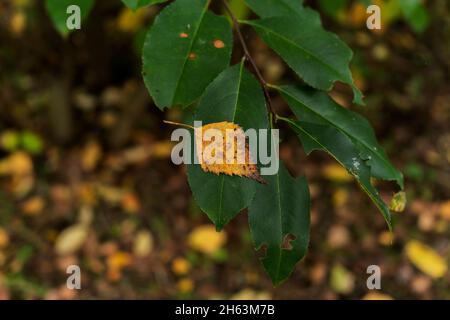 Verfärbte gelbe Birke auf einem grünen Blatt eines jungen Baumes im Wald im Herbst Stockfoto