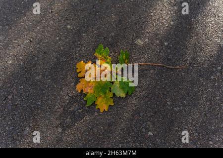 Der gefallene kleine Ast aus der Eiche mit den verfärbten Blättern im Herbst auf dem Asphalt der Straße Stockfoto