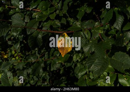 Einzelnes, gelb verfärbtes Blatt auf einem Baum im Herbst Stockfoto