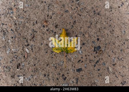 Verfärbtes Blatt im Herbst aus einem Ahornbaum liegt auf einer Betonstraße Stockfoto